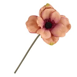 Stor anemone silkeblomst, gammelrosa, 25 cm.