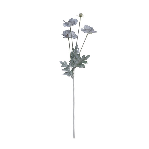 Anemone silkeblomst, stvbl, 58 cm.