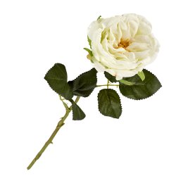 Hvid rose silkeblomst, 35 cm.