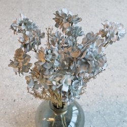 Hortensia silkeblomst st�vbl�, 50 cm.
